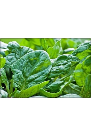 Ispanak Tohumu İthal Matador Çeşidi 250 GR