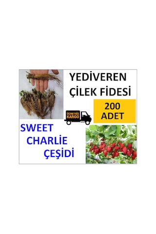200 Adet Çilek Fidesi Yediveren Swett Çarli 12 Ay Dikim