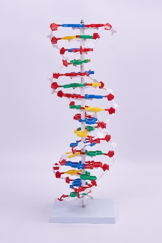Dna Modeli - Dna Maketi 01