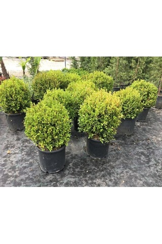 Saksılı Şimşir Fidesi Fidanı 5 Adet 20-30 Cm Buxus Sempervirens