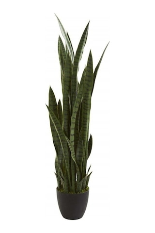 Kılıç Çiçeği Paşa Kılıcı 40-60 Cm Peygamber Kılıcı Ev Bitkisi Ofis Bitkisi Salon Bitkisi Kılıç Çiçeği Paşa Kılıcı 40-60 Cm Peygamber Kılıcı Ev Bitkisi Ofis Bitkisi Salon Bitkisi