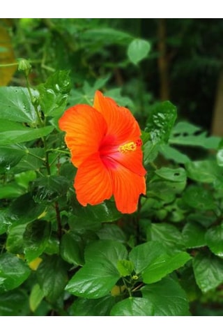 Videolu Japon Gülü Çiçeği Fidanı 3'lü Sarı Kırmızı Turuncu 40-60 Cm Saksılı Çiçekli Bodur Hibiscus