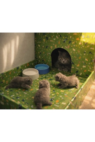 Kedi Evi Karton Baskılı Ve Bahçeli Genişlik 35cm Uzunluk 48cm Derinlik 58cm