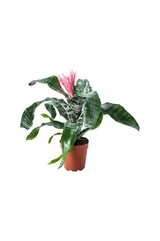 Aechmea Fasciata - Eşmeya Bitkisi - Kupa Çiçeği Aechmea Fasciata - Eşmeya Bitkisi - Kupa Çiçeği