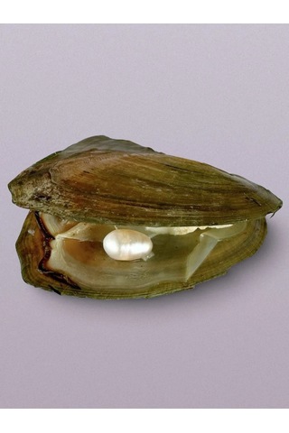 Viccardi Doğal İnci Hediye Seti 219776605