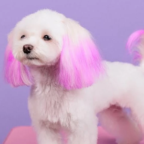 Kedi Köpek Tüy Boyası Pembe Renkli 125 Ml