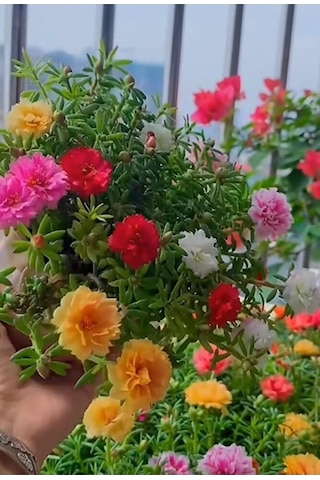 İpek Cicegi Fidesi -izmir Ipegi Cicegi 15-35cm Karisik Renk Dayanikli Bitki-mezar Örten Cicek