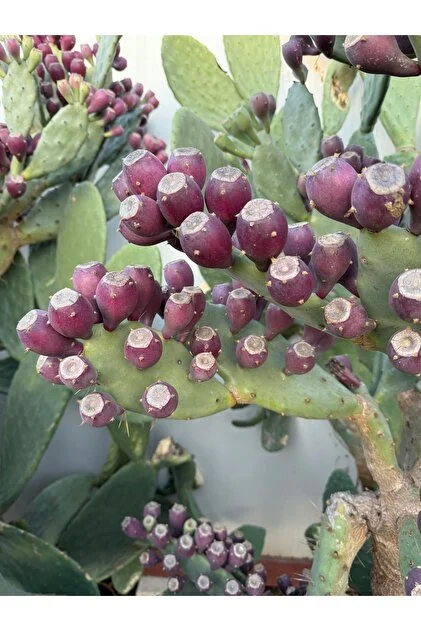 3 Adet Mor Renkli Dikenli Incir Fidanı Tüplü.aroması Yüksek.kokulu Papuç Frenk Tahta Inciri Kaktüs