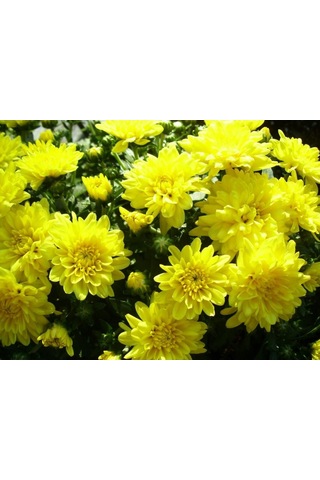 Sarı Kasımpatı Çiçeği Fidanı Saksılı 20-40 Cm