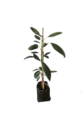 Cox Shine Mersin Tüplü Aşılı Has Avokado Fidanı 60-80 Cm 2-3 Yaş