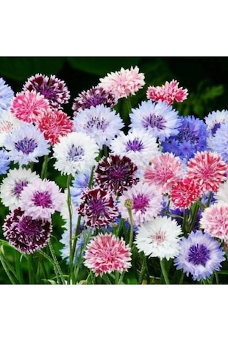 Kontur Çiçeği Tohumu Çiçek Tohumu 10 Adet Tohum