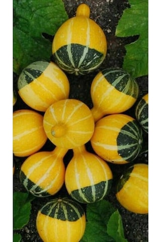 Süs Kabağı 10 Adet Tohum