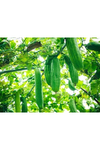 Bykurt Sunagri Lif Kabağı Tohumu - 5 Adet Doğal Lif Üretimi, Cilt Bakımı Ve Organik Temizlik 5 Adet