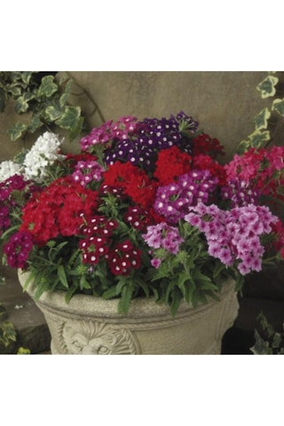 30 Adet Karışık Renkli Mine Çiçeği Tohumu Verbena