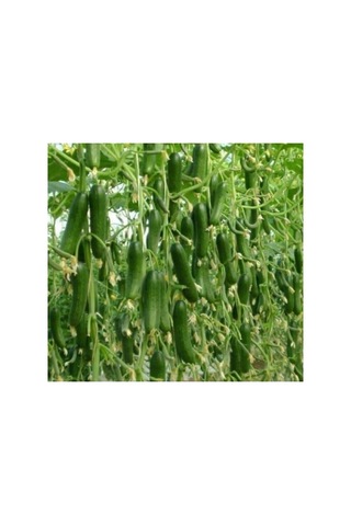 Salatalık Sırık Tohumu - 20 Adet