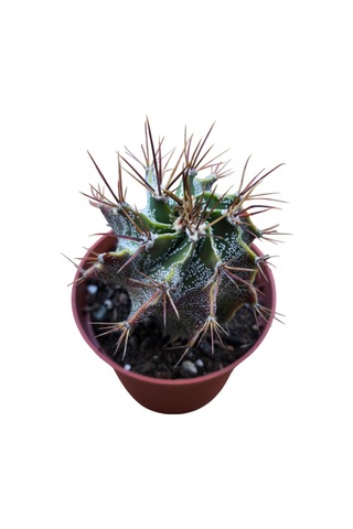 Özel Tür Astro Kaktüs Astrophytum Ornatum 8,5 Cm Lik Saksıda