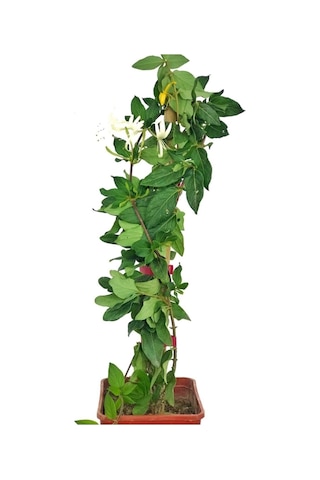 Hanımeli Sarmaşığı Fidanı 10-20 Cm