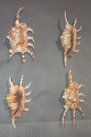 Scorpion Conch Akrep Deniz Kabuğu 10sc