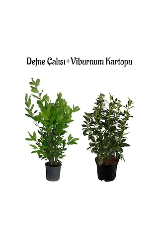 Kokulu Defne Çalısı Fidanı+viburnum Kartopu Çiçeği 2'li Set Saksılı Bahçe Bitkisi