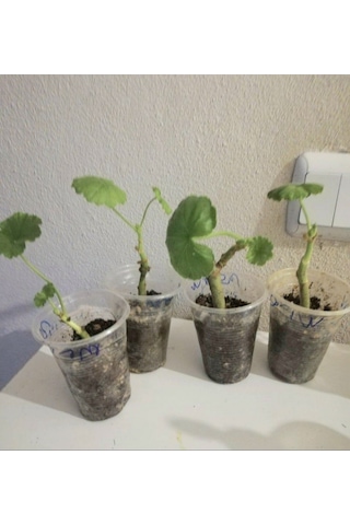 Kırmızı Çiçekli Sardunya Çiçeği Fidanı, Çiçek Fidanı