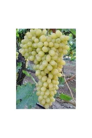 Thebestonline Çekirdeksiz Beyaz Asma Fidanı, Saksıda