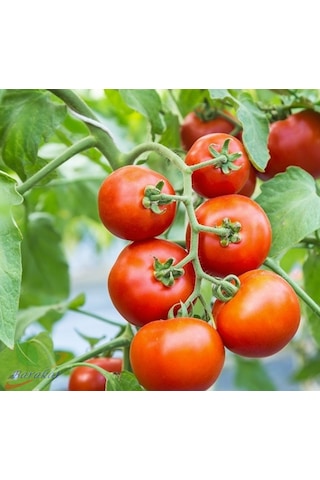 Sc 2121 Domates 1000 Tohumu