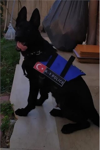 Mg Tasma K9 Göğüs ve Sırt Tasması Mavi