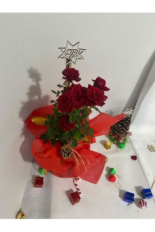 Yılbaşına Özel Süslemi Kırmızı Renk Bodur Gül 30-40cm Kozalak-portakal Dahil