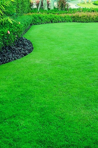 Dört Mevsim Ekilen 6 Karışımlı Çim Tohumu 1 Kğ