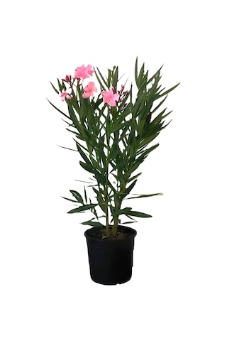 Kırmızı Zakkum Çiçeği 1 Adet+ Pembe Zakkum Çiçeği 1 Adet Saksılı Bahçe Seti
