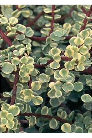 Videolu 1 Adet Para Çiçeği Fidanı 15-35cm Saksılı Money Plant
