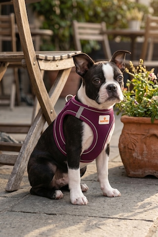 Kediler Ve Köpekler İçin Rahat, Dayanıklı Göğüs Tasması L Mor