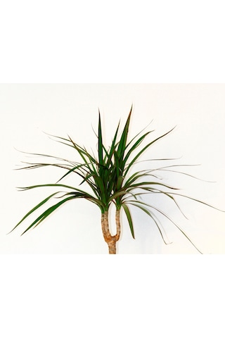 Dracaena Marginata - Ev / Ofis Bitkisi Orange Saksıda 40 Cm
