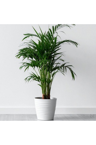 6 Yaş Areca Palmiyesi-dypsis Lutescens 180-200 Cm