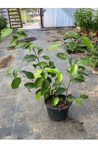 Yeşil Yapraklı Canlı Ev Ofis Salon Bitkisi 30-60cm Ficus Benjamina