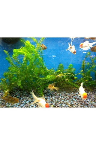 Eledoa Densa Egeria 30 Cm Akvaryum Bitkisi Canlı Bitki 5 Dal