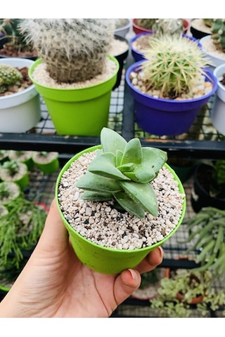 Crassula Springtime Sukulent Pembe Çiçekli
