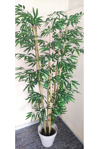 Rüzgar Çiçekcilik 170 Cm 6 Gövdeli Bambu Yeşil
