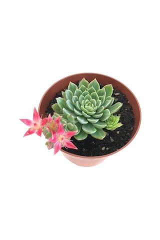 İthal Anaç Sukulent