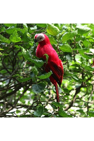 Maotai 2x Papağan Heykel Süs Ağacı Ayakta Hayvan Heykel Dekor