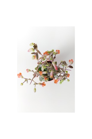 Bryophyllum Fedtschenkoi Kalanchoe Sukulent Lavanta Tarakları 8.5