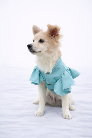 Kedi - Köpek Mevsimlik Valonlu Gömlek - Kıyafet - Elbise