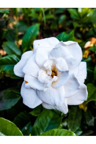 Anneler Günü Kokulu 1 Adet Kokulu Gardenya Çiçeği 30-50 Cm Saksılı Gardenia Flower