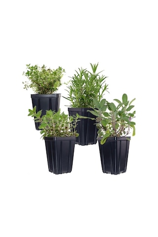 Kekik Lavanta Fidanı İkili Set 10-20 Cm