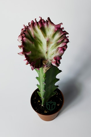 Euphorbia Lactea Cristata Variegata Özel Seri Koleksiyon Aşılı Form 5.5 Cm Saksıda 1 Adet