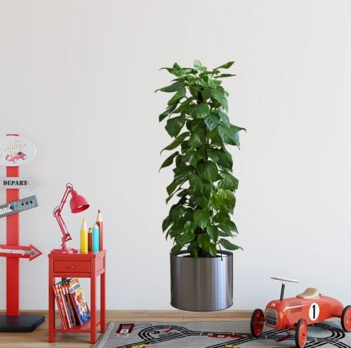 Saksılı Bitki Tasarımlı Yapışkanlı Sticker Resim 90 30 Cm 4741 Akçaağaç