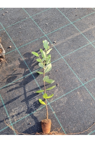 Kaymak Ağacı Feijoa Fidanı 2 Adet