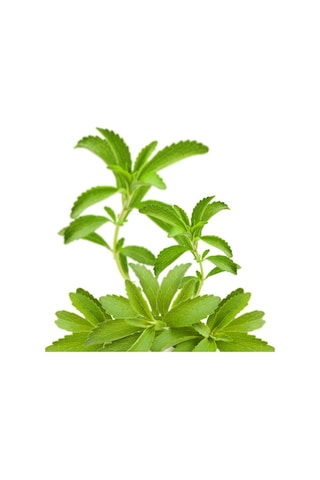 Şeker Otu - Stevia - Tohumu Tropikal Sebze Tohumları 10 Adet Tohum