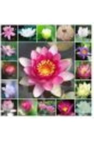 Nadir Ithal Lotus Tohumu 15 Tohum Lotus Çiçeği Tohumu Nilüfer Tohumu Su Zambağı Tohumu Zambak Tohumu