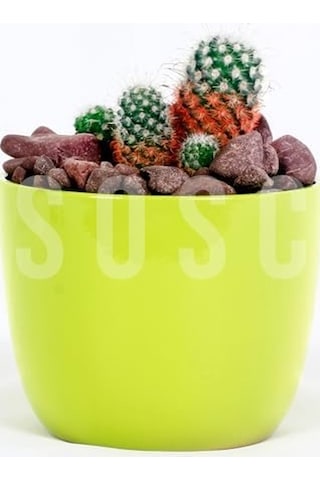 Bordo Çakıl Taşı Dolomit Taşı Bahçe Süsü Akvaryum Taşı Dere Çakıl Taşı 2-3 Cm 3 Kg